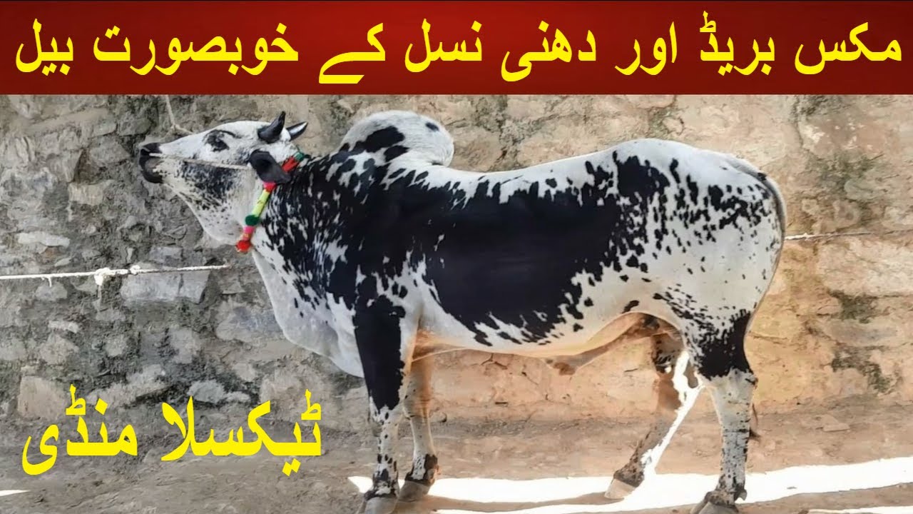 Taxila Mandi Latest Bulls Prices | Online Earning With Bulls Sales Online Business | My Life Channel